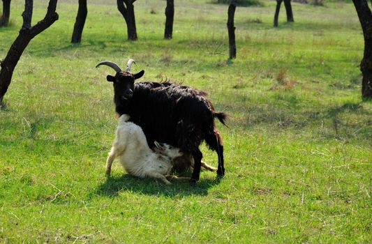 nanny-goat is nursing its kids 