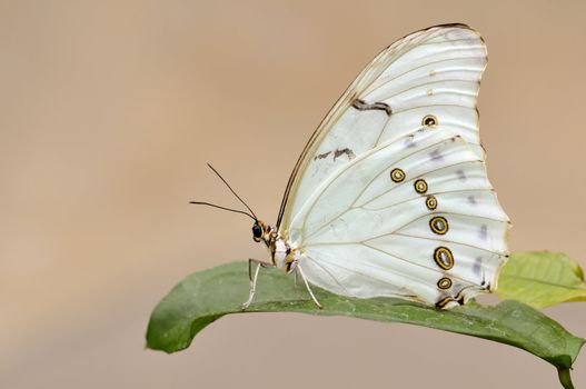 White Morpho butterfly