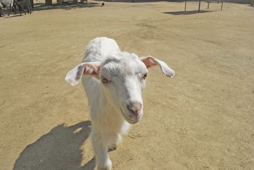 blanching nanny goat