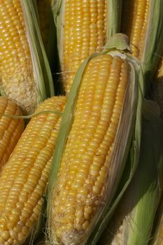 maize ear