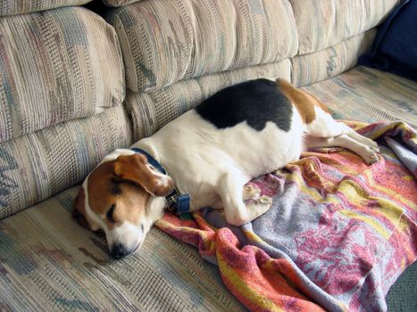 Beagle Snooze