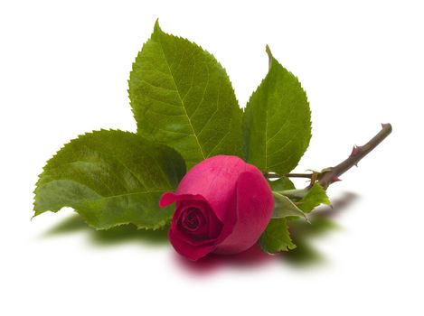 Single red rose on stem (with clipping path)
