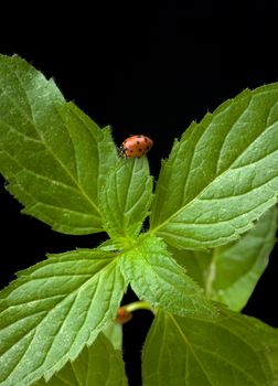 Mint and Lady Bugs