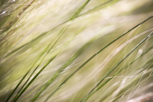 Summer grasses blowing in the wind with shallow depth of field