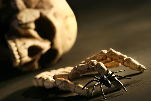Skull and hand bone