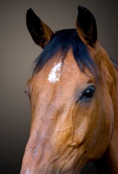 horse head portrait