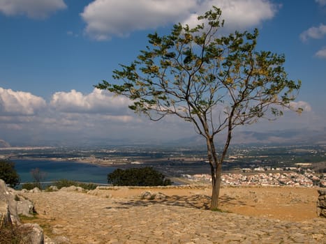 nice greek tree