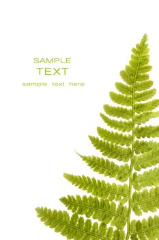 Fern leaf isolated on a white