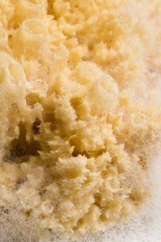 natural sponge with foam