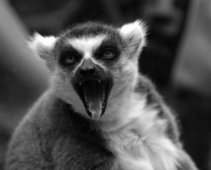 Malicious lemur