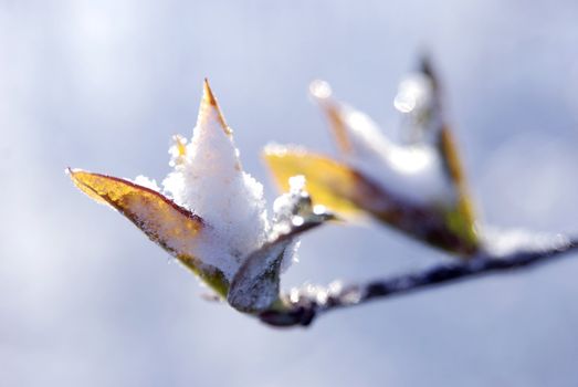 spring leaf in snow 