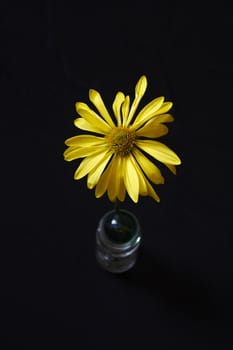 Yellow Daisy in a little vase on black background