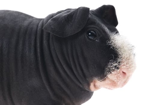 skinny guinea pig isolated on the white background