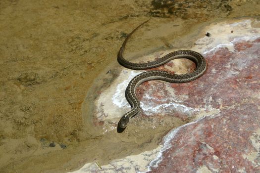 Plains Garter Snakes (Thamnophis radix) are non-venomous reptiles identified by the pale yellow stripes running lengthwise down their bodies.  They live near small streams or other sources of water and eat insects and frogs.