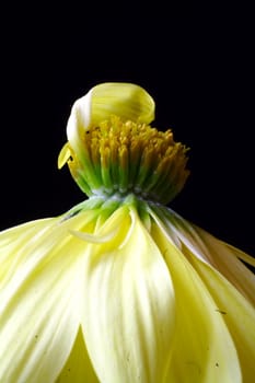 macro shot of a daisy on black background

