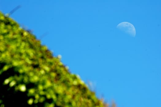 the moon and green field at afternoon    