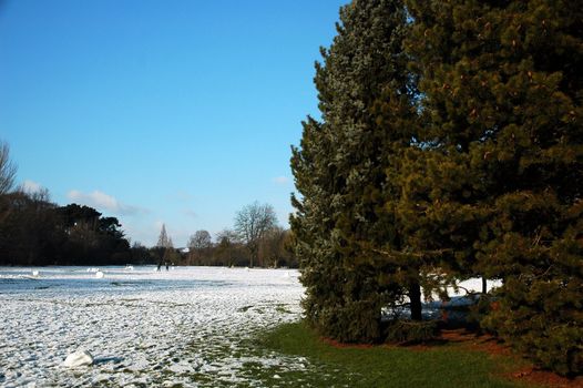 snowy cardiff park with tree and blue ski, horizontally framed picture
