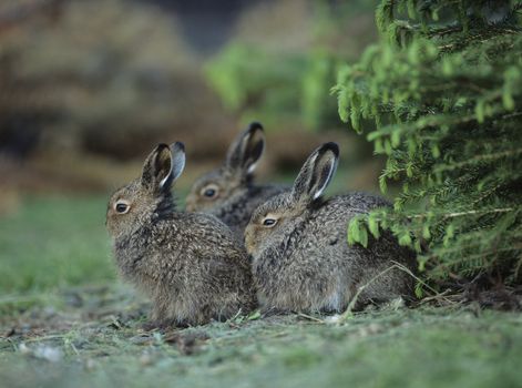 Three Rabbits Sitting by Bush