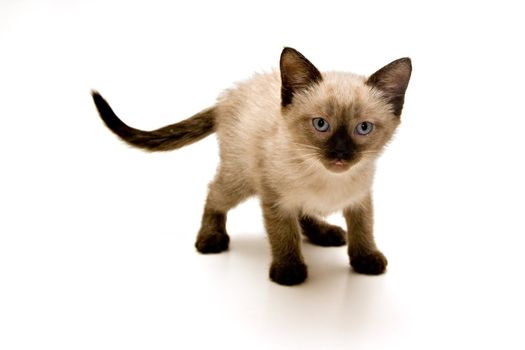 Small kitten on white background.