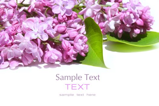 Lilac flowers isolated against white