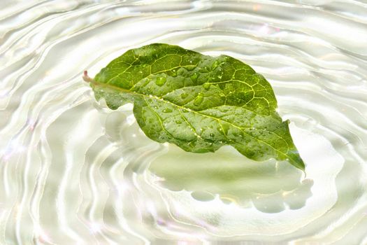 Green leaf with water reflection