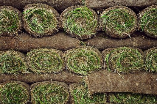 Rolled sod