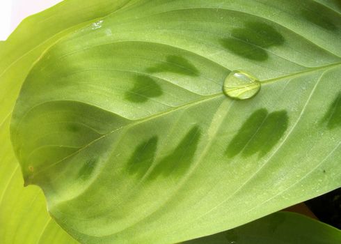 Waterdrop on a green leaf