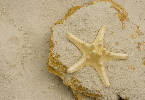 starfish on a stone