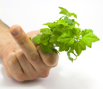 Human hand holding raspberry leaves