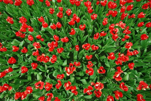 Red tulips Birds view
