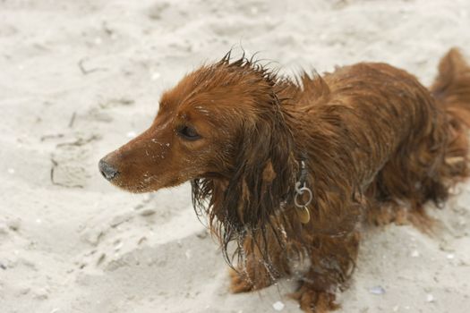 Wet Dachshun rolled over in beach-sand