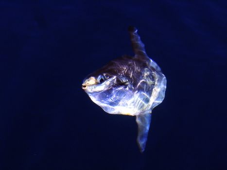 Sunfish (Mola mola)