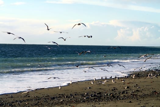 Seagulls take flight