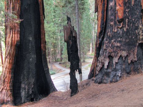 Sequoia National Park, U.S.A.