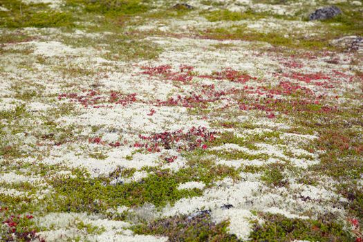 Ground covered by multicolored mosses and lichens - northern tun