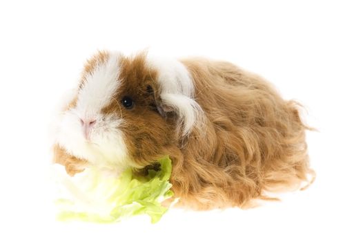 guinea pig isolated on the white background