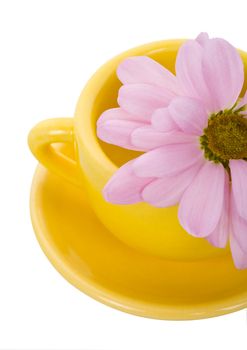 yellow cup with saucer and pink chrysanthemum flower