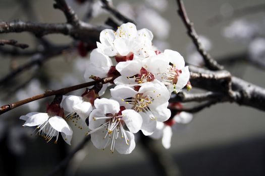 Macro image of blossoming apricot flowers