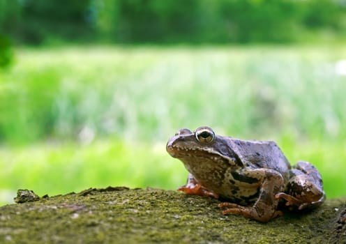 Frog on tree