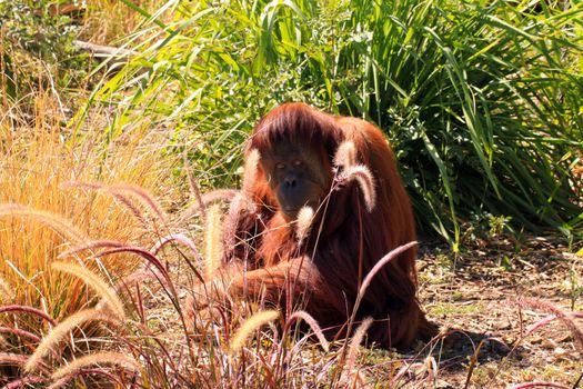 Sumatran Orangutan camouflaged by grasses. Adelaide Zoo, Adelaid