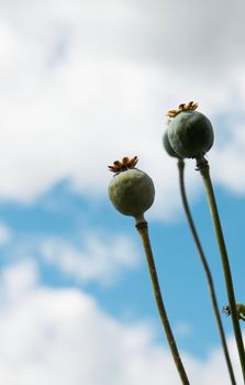 Green poppy on blurred sky with clouds