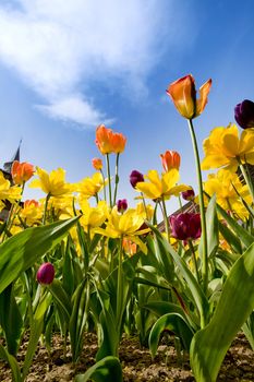 Tulips & Daffodils