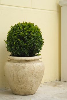 Plant in big ceramic pot