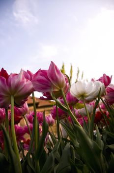 pinkish tulips
