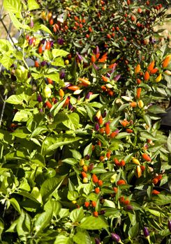 chily pepper plants