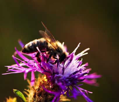 Honey bee on Knapweed