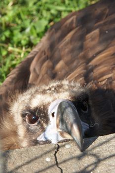 Captive vulture