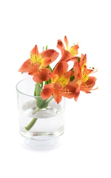 Flowers in glass vase