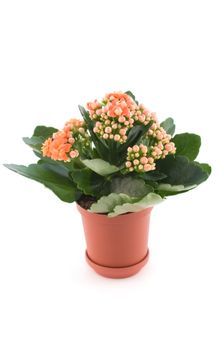 Kalanchoe with red flower in pot