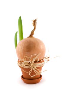 Onion in  flowerpot with new green sprout